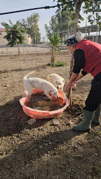 Chiara: 1 anno, socievole ed equilibrata | Foto 4