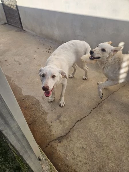 Chiara: 1 anno, socievole ed equilibrata | Foto 3