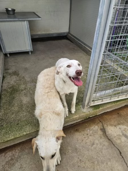 Chiara: 1 anno, socievole ed equilibrata | Foto 2