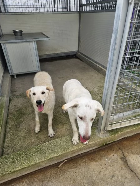 Chiara: 1 anno, socievole ed equilibrata | Foto 1