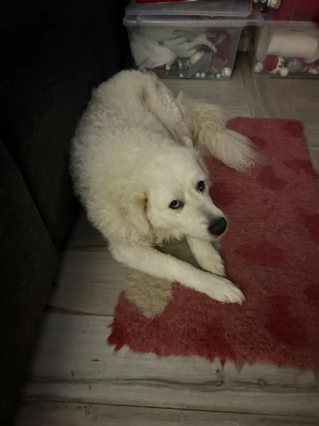 Fiammotta: giovane pastora, bella e fiera | Foto 3