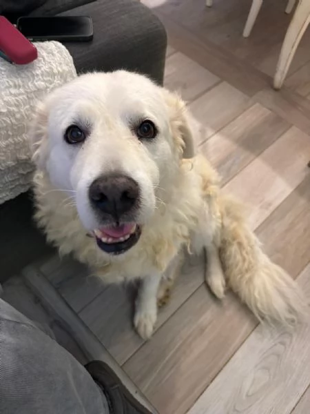 Fiammotta: giovane pastora, bella e fiera | Foto 2