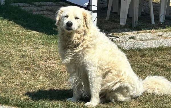 Fiammotta: giovane pastora, bella e fiera | Foto 1