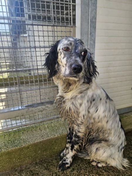 Coccinella: giovane dolcissima setterina  | Foto 5