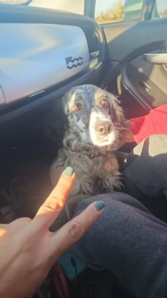 Coccinella: giovane dolcissima setterina  | Foto 4