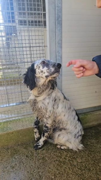 Coccinella: giovane dolcissima setterina  | Foto 3