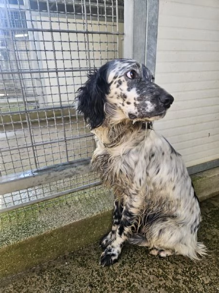 Coccinella: giovane dolcissima setterina  | Foto 2