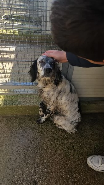 Coccinella: giovane dolcissima setterina  | Foto 1