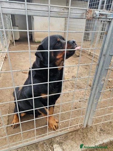 Ares: rottweiler equilibrato e socievole  | Foto 7