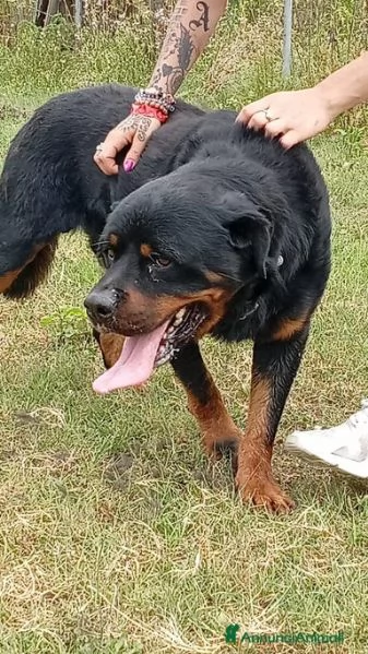 Ares: rottweiler equilibrato e socievole  | Foto 6