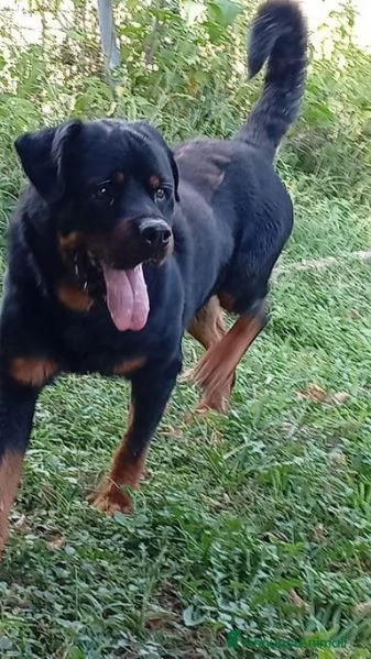 Ares: rottweiler equilibrato e socievole  | Foto 5