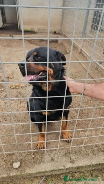 Ares: rottweiler equilibrato e socievole  | Foto 4