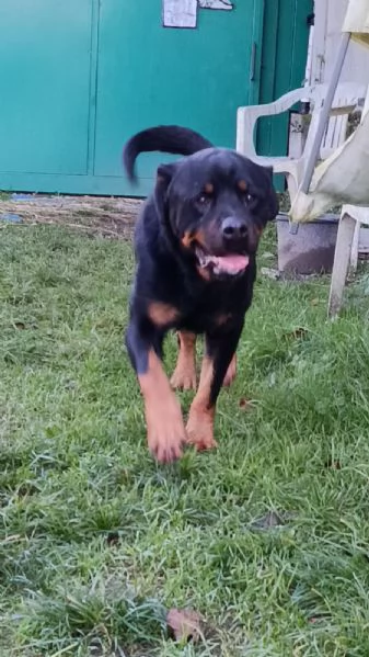 Ares: rottweiler equilibrato e socievole  | Foto 3