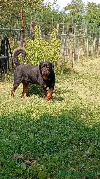 Ares: rottweiler equilibrato e socievole  | Foto 2