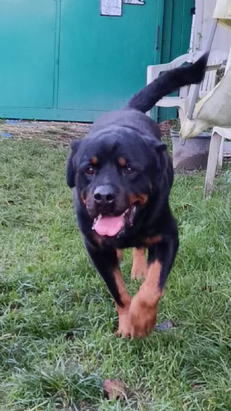 Ares: rottweiler equilibrato e socievole  | Foto 1