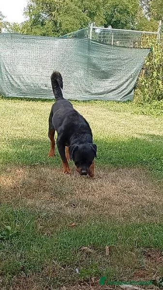 Ares: rottweiler equilibrato e socievole  | Foto 0