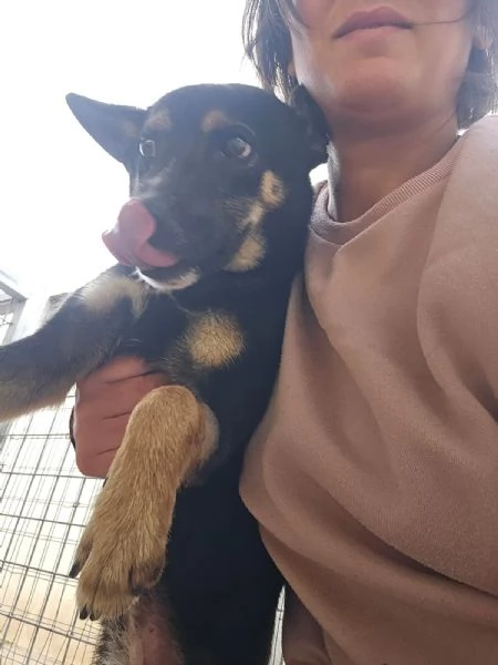 Nadir: lupetto taglia piccola socievole e coccolone  | Foto 6