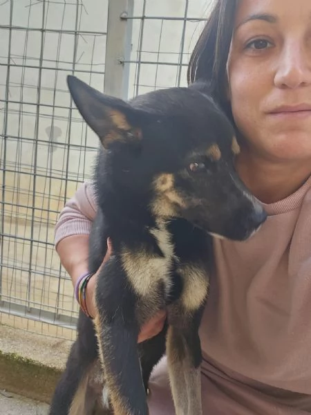 Nadir: lupetto taglia piccola socievole e coccolone 