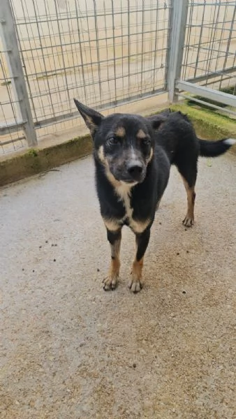 Nadir: lupetto taglia piccola socievole e coccolone  | Foto 4