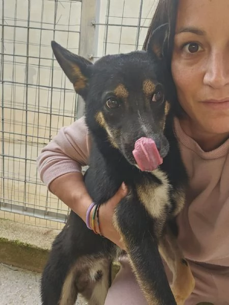 Nadir: lupetto taglia piccola socievole e coccolone  | Foto 3