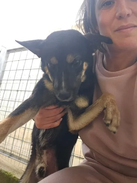 Nadir: lupetto taglia piccola socievole e coccolone  | Foto 2