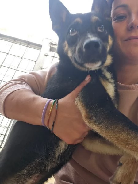 Nadir: lupetto taglia piccola socievole e coccolone  | Foto 1