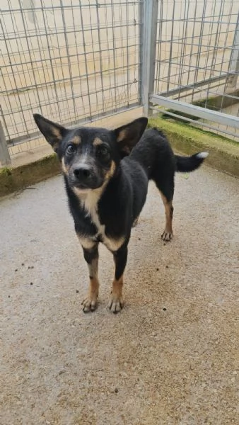 Nadir: lupetto taglia piccola socievole e coccolone  | Foto 0