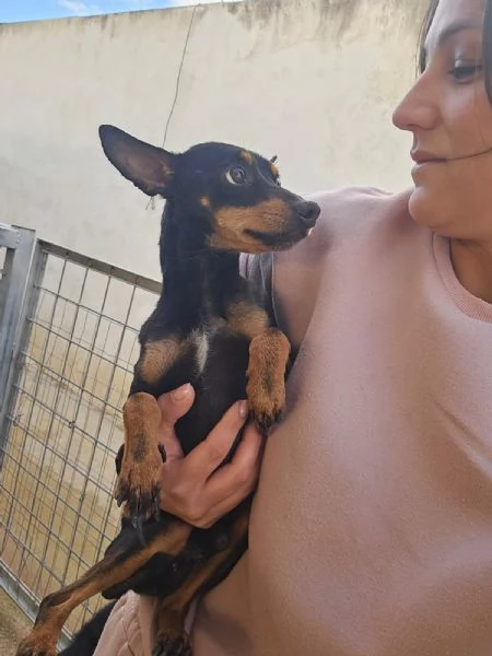 Zenit: simil pinscherino dolce e timido  | Foto 2