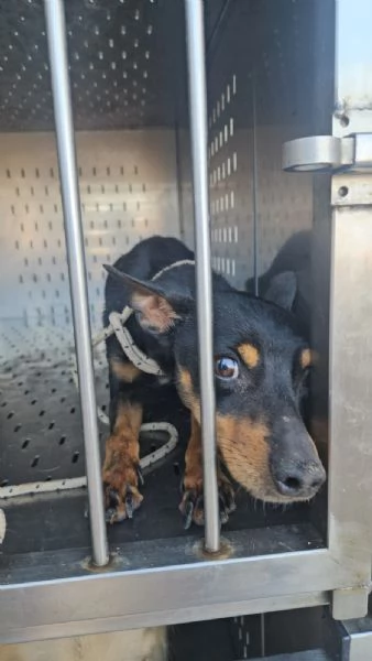 Zenit: simil pinscherino dolce e timido  | Foto 1