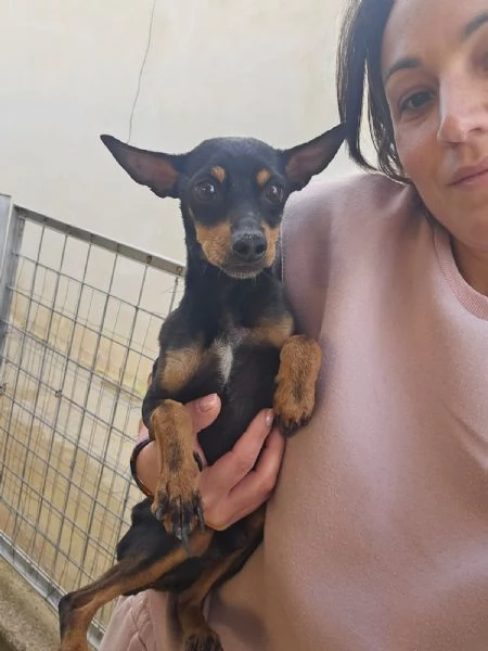 Zenit: simil pinscherino dolce e timido 