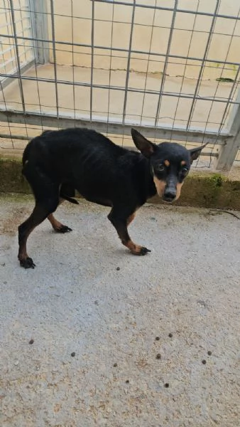 Zenit: simil pinscherino dolce e timido  | Foto 0