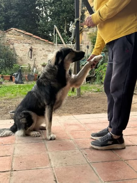 Cora: giovane pastorina taglia grande  | Foto 2