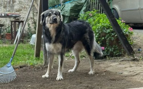 Cora: giovane pastorina taglia grande  | Foto 1