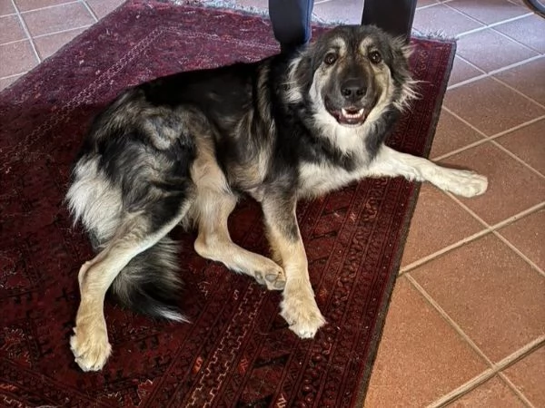 Cora: giovane pastorina taglia grande 