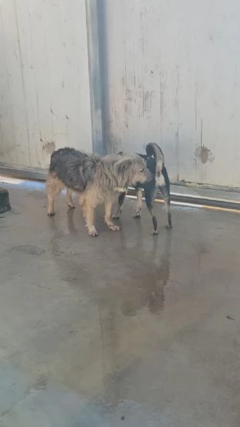 Vanny: una vita in canile, animo docile e socievole  | Foto 5