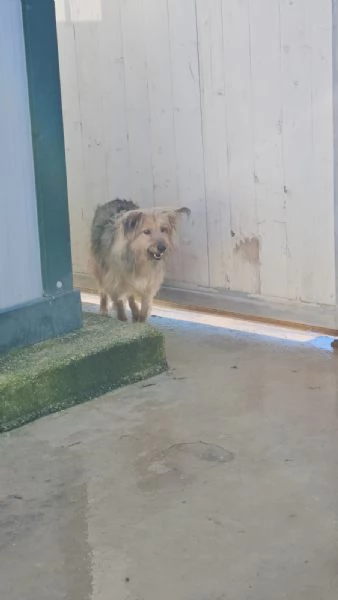 Vanny: una vita in canile, animo docile e socievole  | Foto 3