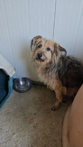 Vanny: una vita in canile, animo docile e socievole  | Foto 2