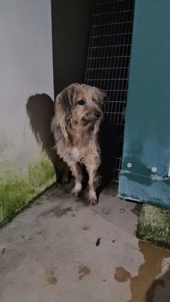 Vanny: una vita in canile, animo docile e socievole  | Foto 1