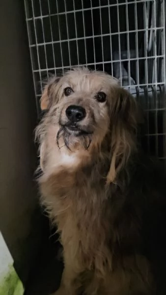 Vanny: una vita in canile, animo docile e socievole 