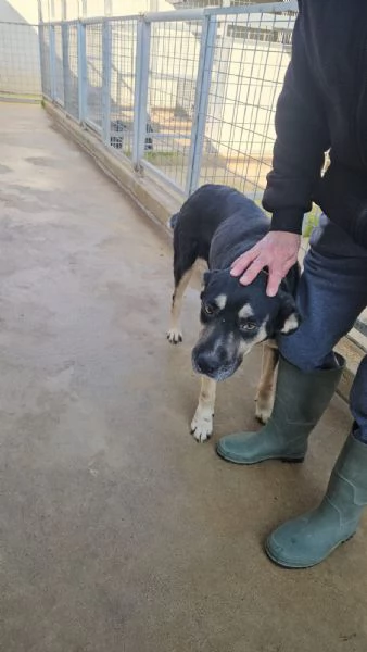 Fabrizia: taglia grande, dolce ed equilibrata  | Foto 4