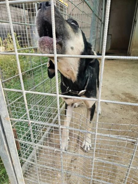 Fabrizia: taglia grande, dolce ed equilibrata  | Foto 0