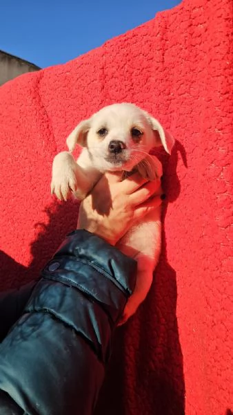 Ester: 2 mesi taglia piccola 