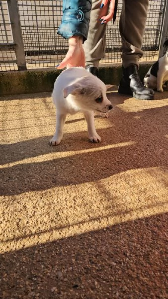 Ester: 2 mesi taglia piccola  | Foto 0