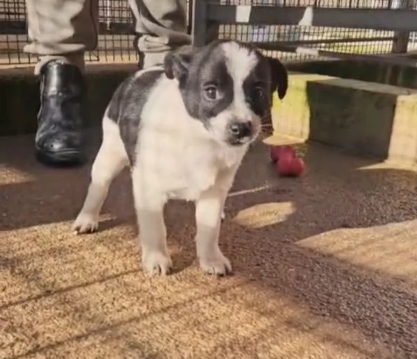 Selene: cucciola taglia piccola  | Foto 0