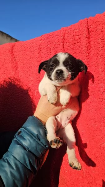 Selene: cucciola taglia piccola 