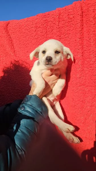 Antos: 2 mesi taglia piccola 