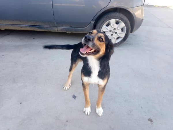 Gigio: 2 anni, socievole, equilibrato  | Foto 3