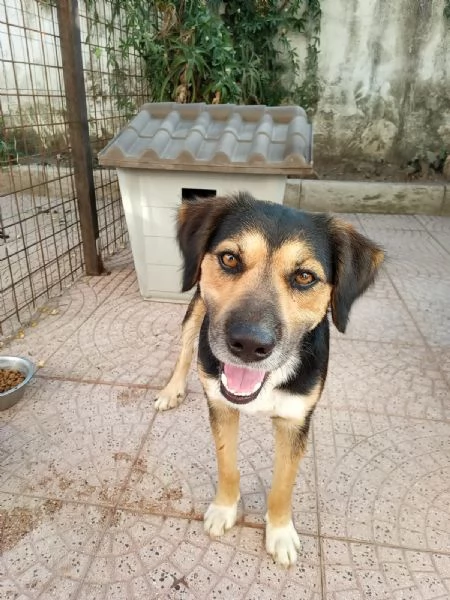 Gigio: 2 anni, socievole, equilibrato  | Foto 2