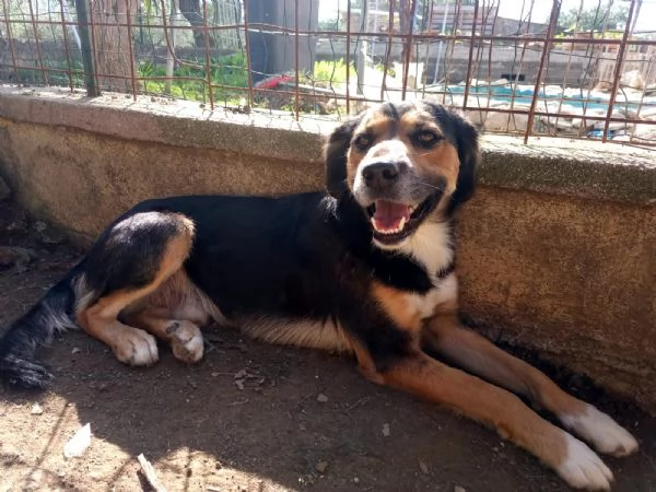 Gigio: 2 anni, socievole, equilibrato 