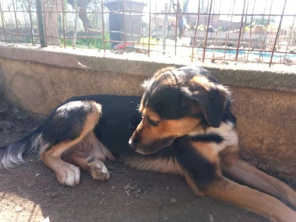 Gigio: 2 anni, socievole, equilibrato  | Foto 1